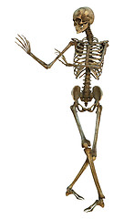 Image showing Human Skeleton