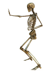 Image showing Human Skeleton