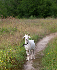 Image showing White goat on meadow