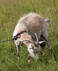 Image showing Goat grazing on meadow 