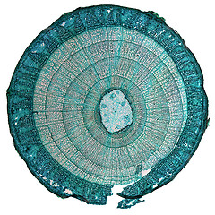 Image showing Tilia stem micrograph