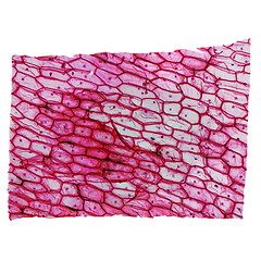 Image showing Onion epidermus micrograph