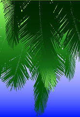 Image showing Coconut fronds