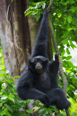 Image showing Siamang Gibbon