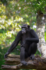 Image showing Common Chimpanzee