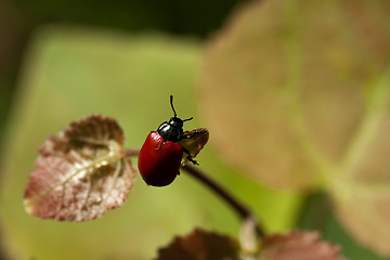 Image showing red bug