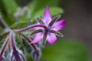 Image showing pink borago