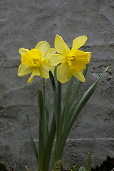 Image showing daffodils