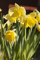 Image showing daffodils