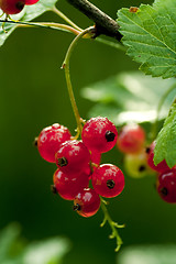 Image showing red currants with drops