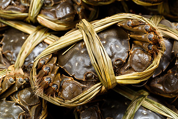 Image showing Yangcheng lake chinese crabs