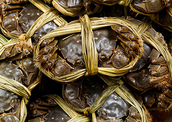 Image showing Group of Chinese hairy crabs