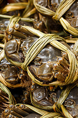 Image showing Chinese hairy crabs close up