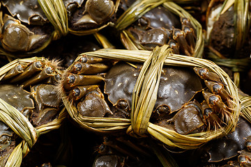 Image showing China hairy crabs