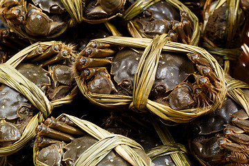 Image showing Chinese Yangcheng Lake crab 