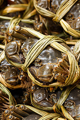 Image showing Close up of uncooked hairy crabs