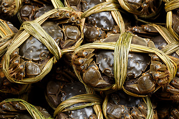 Image showing Hairy crabs