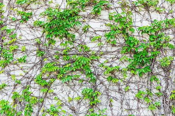 Image showing Green Creeper Plant on the Wall