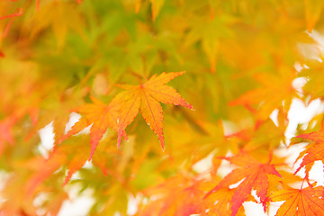 Image showing Autumnal maple leaves 