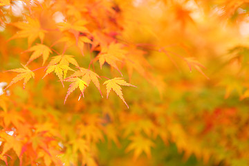 Image showing Maple in Autumn Season 