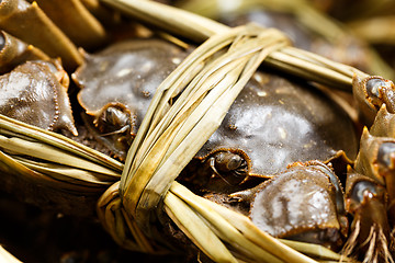 Image showing Group of hairy crabs