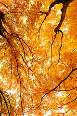 Image showing Maple tree in forest 
