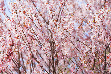 Image showing Beautiful pink sakura tree