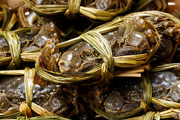 Image showing Chinese hairy crabs