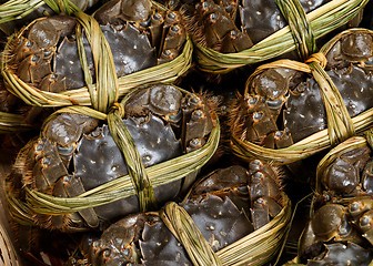 Image showing Chinese hairy crab 