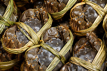 Image showing Group of uncooked Hairy crabs