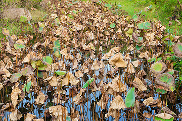 Image showing Dead lotus leaves