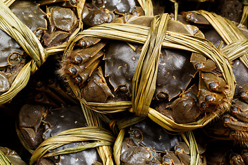 Image showing Group of chinese hairy crabs