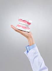Image showing Dentist hold with denture