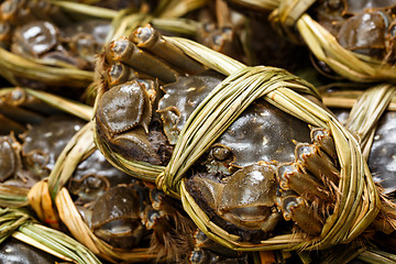 Image showing Chinese Yangcheng Lake crab 