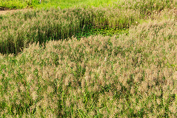 Image showing Autumn reed