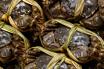 Image showing Yangcheng Lake hairy crabs