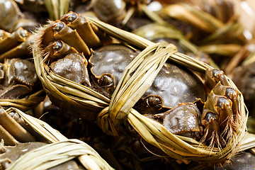 Image showing Close up of hairy crabs