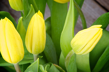 Image showing Yellow Tulips