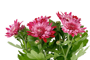 Image showing Pink Chrysanthemum