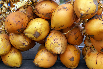 Image showing Coconuts