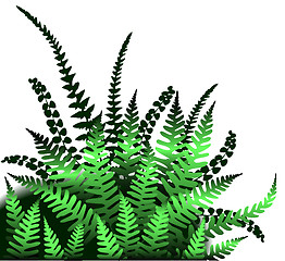 Image showing Ferns