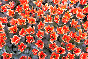 Image showing Red and white Tulips in Keukenhof Flower Garden,The Netherlands