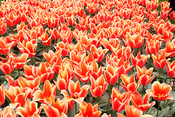 Image showing Red and white  Tulips in Keukenhof Flower Garden,The Netherlands