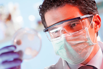 Image showing Scientist observing petri dish.