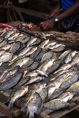 Image showing Fish on the stall