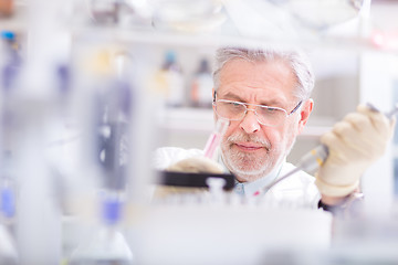 Image showing Life scientist researching in the laboratory.