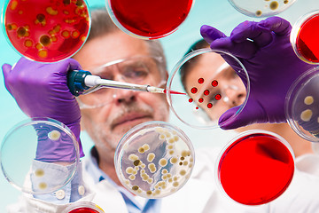 Image showing Senior life science researcher grafting bacteria.