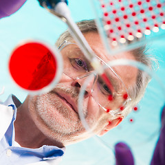 Image showing Senior life science researcher grafting bacteria.