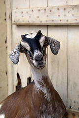 Image showing Sheep near door