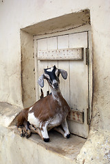 Image showing Sheep and door